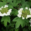 European Cranberrybush (Viburnum Opulus) 10 seeds