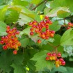 European Cranberrybush (Viburnum Opulus) 6 seeds