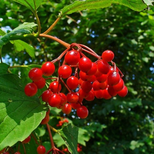 European Cranberrybush (Viburnum Opulus) 6 seeds