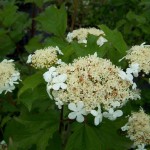 European Cranberrybush (Viburnum Opulus) 6 seeds