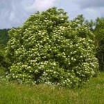 European Elderberry (Sambucus Nigra) 30 seeds