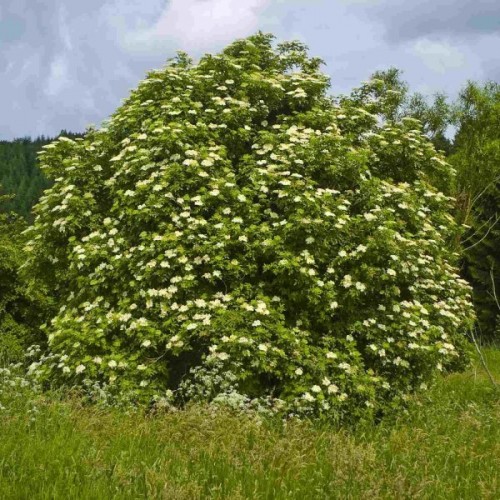 European Elderberry (Sambucus Nigra) 50 seeds