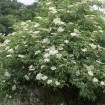 European Elderberry (Sambucus Nigra) 100 seeds