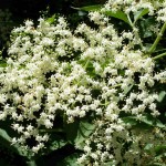 European Elderberry (Sambucus Nigra) 300 seeds