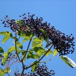 European Elderberry (Sambucus Nigra) 50 seeds