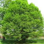 European Hornbeam (Carpinus Betulus) 40 seeds