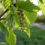 European Hornbeam (Carpinus Betulus) 40 seeds