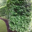 European Hornbeam (Carpinus Betulus) 40 seeds