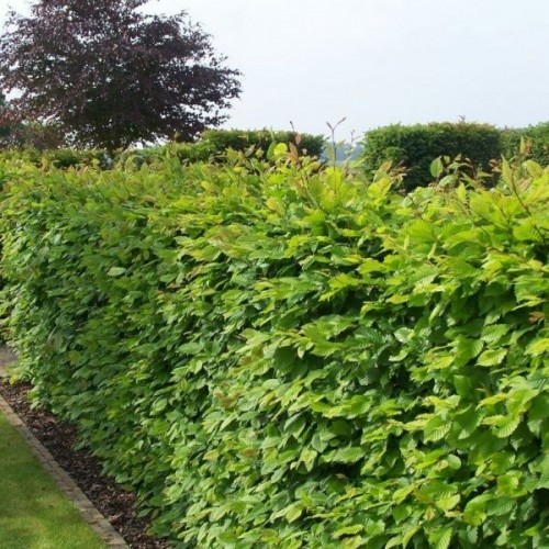 European Hornbeam (Carpinus Betulus) 20 seeds