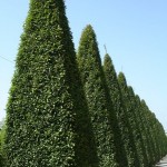 European Hornbeam (Carpinus Betulus) 40 seeds