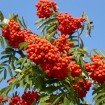 European Mountain Ash (Sorbus Aucuparia) 15 seeds