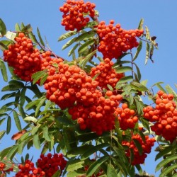 European Mountain Ash (Sorbus Aucuparia) 25 seeds