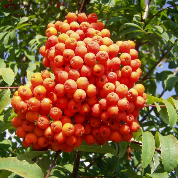 Buy European Mountain Ash (Sorbus Aucuparia) 50+ seeds online :: Seeds ...