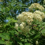 European Mountain Ash (Sorbus Aucuparia) 50 seeds