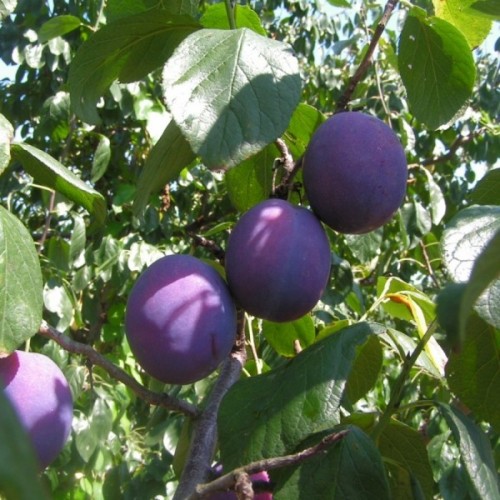European Plum (Prunus Domestica) 2 seeds