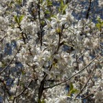 European Plum (Prunus Domestica) 5 seeds