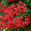 European Red Elder (Sambucus Racemosa) 30 seeds