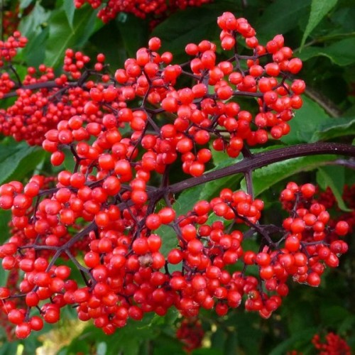 European Red Elder (Sambucus Racemosa) 200 seeds