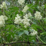 European Red Elder (Sambucus Racemosa) 50 seeds