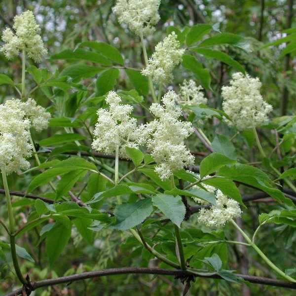 genopfyldning Videnskab Erklæring Buy European Red Elder (Sambucus Racemosa) 30 seeds online :: Seeds ::  HobbySeeds Store