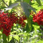 European Red Elder (Sambucus Racemosa) 50 seeds