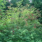 European Red Elder (Sambucus Racemosa) 300 seeds