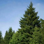 European Silver Fir (Abies Alba) 10 seeds