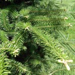 European Silver Fir (Abies Alba) 10 seeds