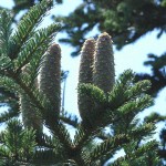 European Silver Fir (Abies Alba) 25 seeds