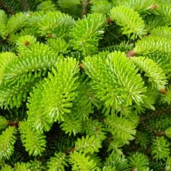 European Silver Fir (Abies Alba) 25 seeds