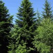 European Silver Fir (Abies Alba) 25 seeds