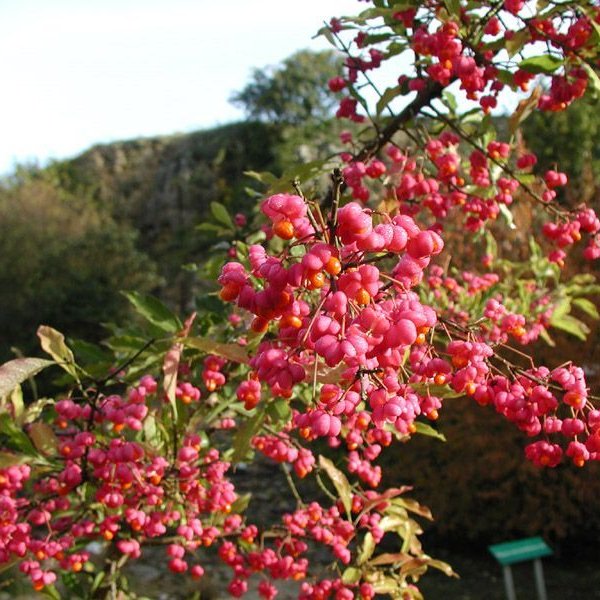 Euonymus Europaeus,6L Pot,Beautiful Pink Autumn Berries Spindle Tree 4ft 