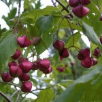 European Spindle Tree (Euonymus Europaeus) 10 seeds