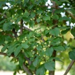 European Spindle Tree (Euonymus Europaeus) 50 seeds