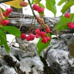 European Spindle Tree (Euonymus Europaeus) 10 seeds