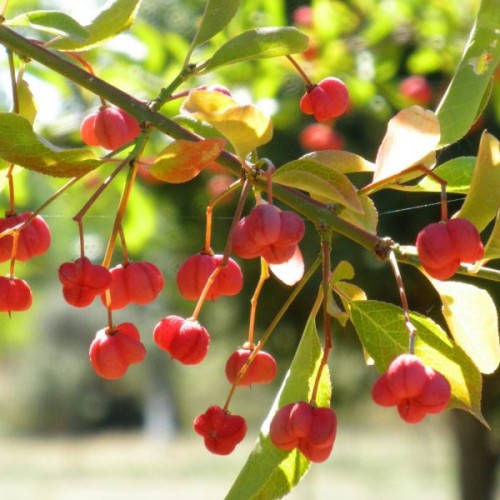 European Spindle Tree (Euonymus Europaeus) 50 seeds