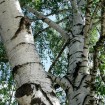 European White Birch (Betula Pendula Verrucosa Alba) 500 seeds