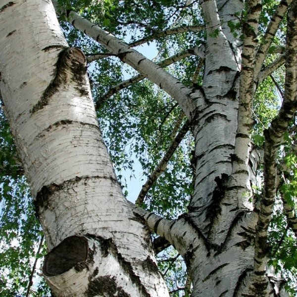 1000+ viable seeds per package European Silver Birch Betula pendula tree