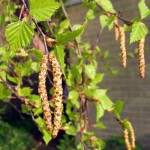 European White Birch (Betula Pendula Verrucosa Alba) 500 seeds