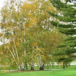 European White Birch (Betula Pendula Verrucosa Alba) 50+ seeds