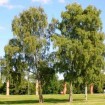 European White Birch (Betula Pendula Verrucosa Alba) 1000 seeds