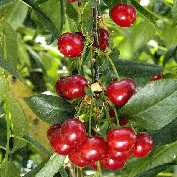 Prunus cerasus or common cherry 10 seeds Sour cherry 