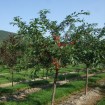 Evans Cherry (Prunus Cerasus Evans) 5 seeds