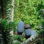 Faber Fir (Abies Fabri) 50 seeds