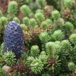 Faber Fir (Abies Fabri) 50 seeds