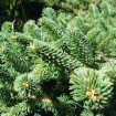 Faber Fir (Abies Fabri) 20 seeds