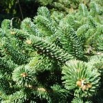 Faber Fir (Abies Fabri) 10 seeds