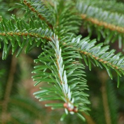 Faber Fir (Abies Fabri) 50 seeds