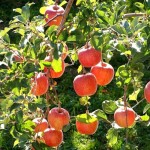 Fiji Apple (Malus Pumila) 10 seeds