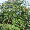 Fiji Apple (Malus Pumila) 10 seeds